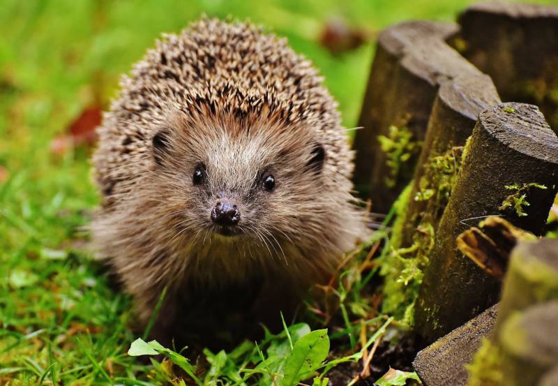 A hedgehog in the garden